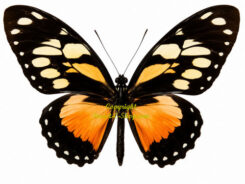 Papilio ( Pyrrhosticta ) ascolius ssp. ascolius