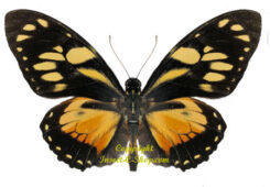 Papilio ( Pyrrhosticta ) ascolius ssp. robenbergi