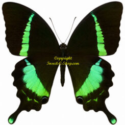 Achillides ( Papilio ) crino