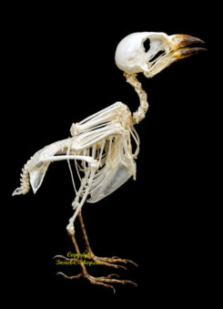 Passer montanus ( skeleton )