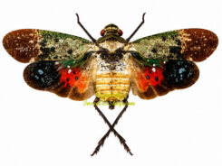 Penthicodes farinosa sp.