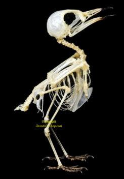 Pericrocotus cinnamomeus  ( skeleton )
