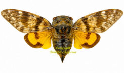 Platypleura mira ( étalé )