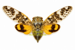 Platypleura mokensis ( étalé )