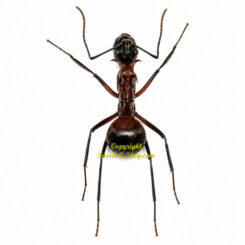 Polyrhachis bihamata ( leg spread )