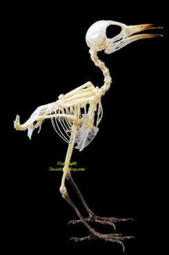 Prinia inornata ( skeleton )