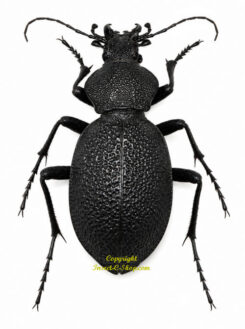 Procerus gigas ( big )