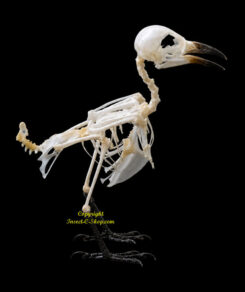 Pycnonotus aurigaster ( skeleton )