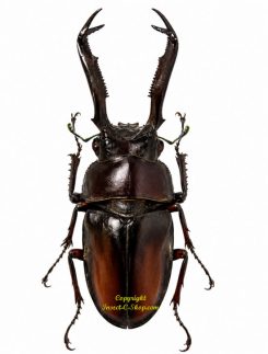 Rhaetulus didieri