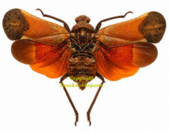 Scamandra detanii ( spread )
