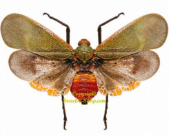Scamandra shiinae ( spread )