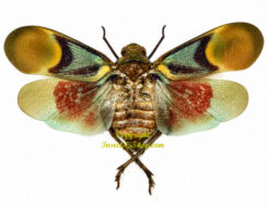 Scamandra tamborana - forme rouge - ( étalé )