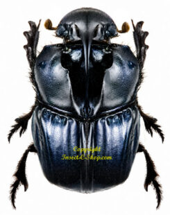 Sulcophanaeus batesi