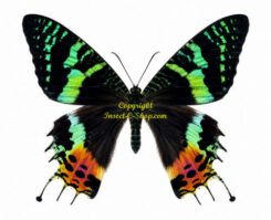 Chrysiridia ( Urania ) ripheus ( 5pcs. )