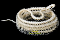 Xenochrophis melanzostus ( coiled skeleton )