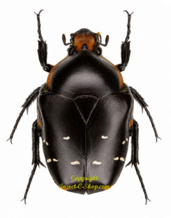 Bothrorrhina ochreata