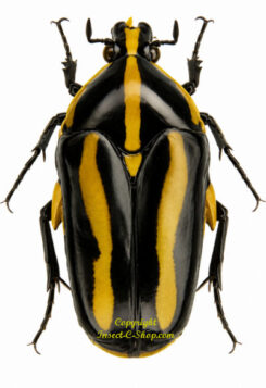 Clerota rigifica