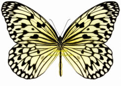 Idea leuconoe ssp. princesa