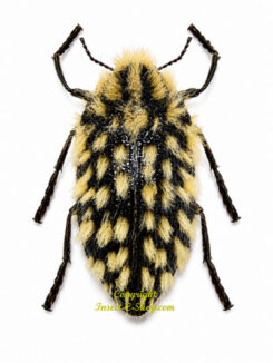Julodis viridipes