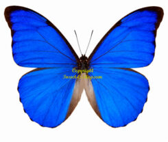 Morpho anaxibia
