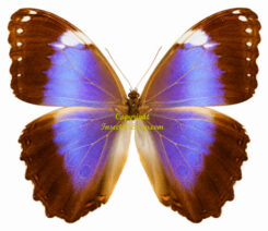 Morpho violaceus