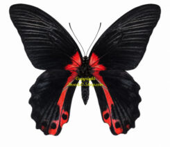 Menelaides ( Papilio ) rumanzovia semperinus