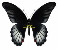 Menelaides ( Papilio ) rumanzovia semperinus