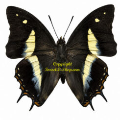 Polyura schreiber bilarensis