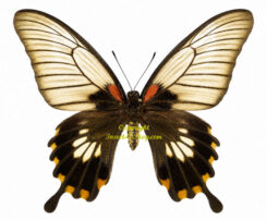 Menelaides ( Papilio ) memnon lowi
