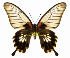 Menelaides ( Papilio ) memnon lowi