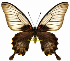 Menelaides ( Papilio ) memnon lowi