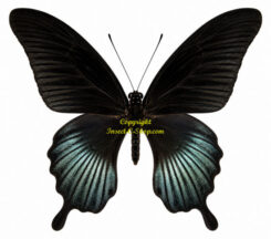 Menelaides ( Papilio ) memnon lowi
