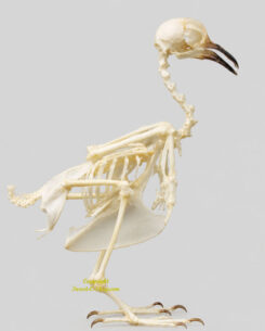 Skeleton