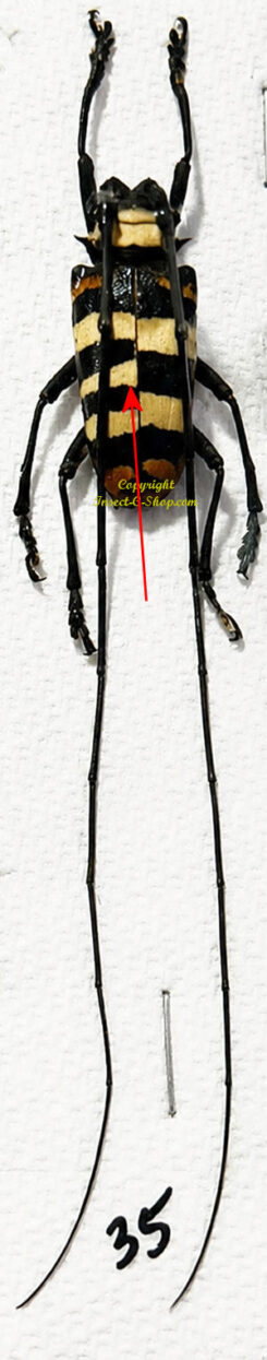Nemophas tricolor ( three yellow band left side )