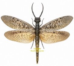 Acanthacorydalis orientalis