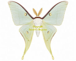 Actias aliena aliena