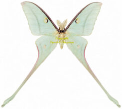 Actias chapae chapae