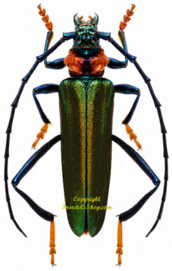 Aphrodisium faldermannii