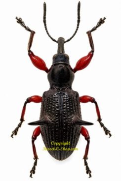 Aporhina sorongensis