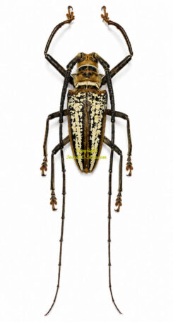 Batocera wallacei