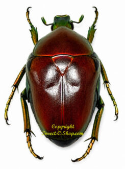 Celidota splendes