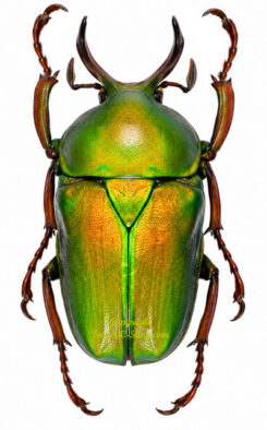 Cyphonocephalus olivaceus