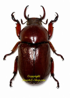 Didrepanephorus mizunumai ( rare )