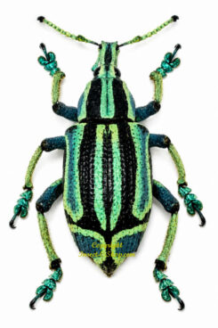 Eupholus bennetti