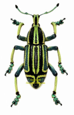 Eupholus bennetti ( forme #2 )