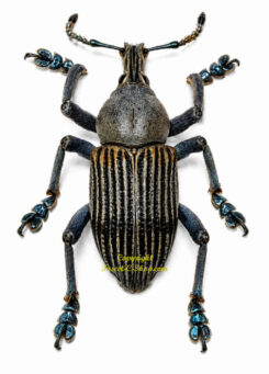 Eupholus messagieri