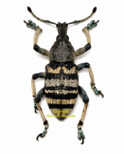 Eupholus nickeli ( forme#1 )