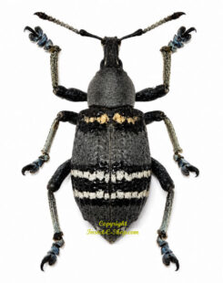 Eupholus nickeli