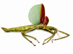 Eurycnema osiris