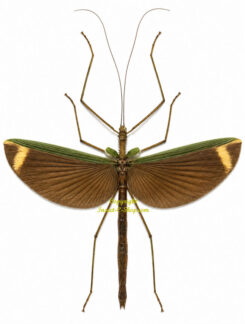 Gargantuoidea lampetia ( spread )